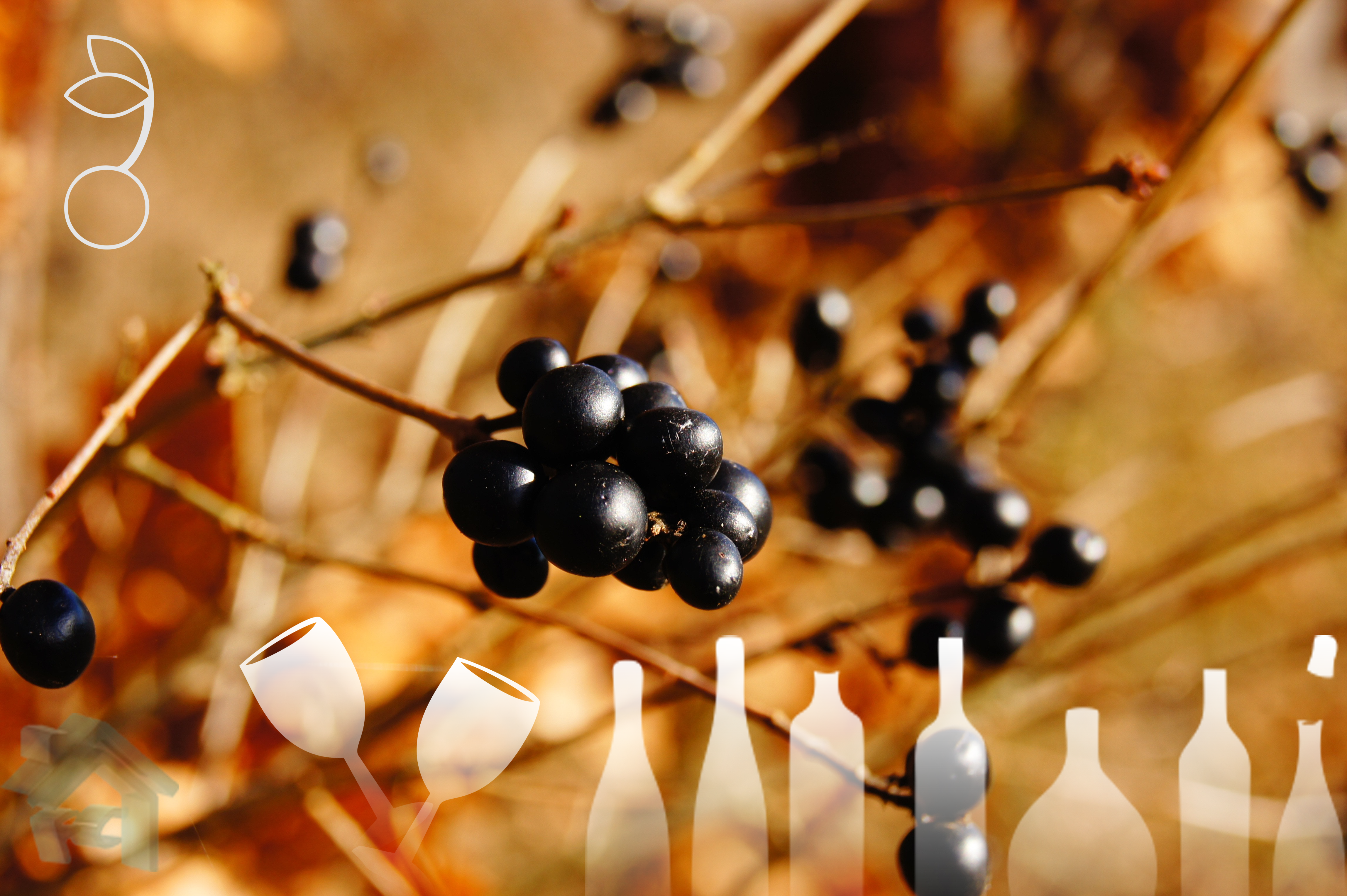 licor de jabuticaba